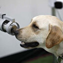 Kovid'i koklayan dedektör köpekler göreve başladı
