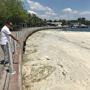 İzmit Körfezi yeniden deniz salyası ile kaplandı
