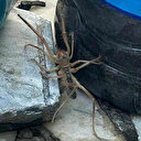 Muğla'da et yiyen örümcek paniğe neden oldu