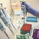 Yerli aşıya güven tam