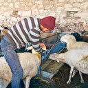 Yerli ırkta verimli artış