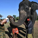 Hindistan'da 28 filin koronavirüs testi pozitif çıktı