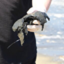 Denizin dibi renk değiştirdi: Bandırma Körfezi'nde müsilaj etkisi sürüyor