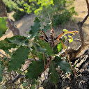 Batman’da 25 santimlik dev çekirge görüntülendi