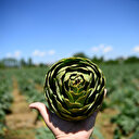 Enginar hem karaciğeri yeniliyor hem de diyet listelerinde başrolde: 100 gramı 53 kalori