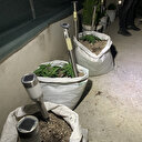 Polis aile kavgası ihbarı üzerine gittiği adreste kenevir bahçesiyle karşılaştı