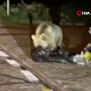 Aç kalan ayının yerleşim yerine indiği anlar kamerada