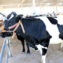 Dişi hayvanların kurban olarak kesilmesi uygun mudur?