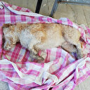 Çanakkale'de vahşete uyandılar: 30 sokak hayvanı gece herkes uyurken zehirle öldürüldü