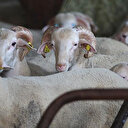 Akika kurbanı nedir? Akika kurbanı ne zamana kadar kesilebilir?