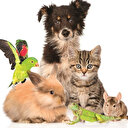 Hayvanlara eziyete hapis: Mal değil canlı sayılacak