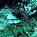 Bu balığa dokunmak yasak yemek serbest