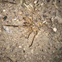 Kayseri'de 'sarıkız örümceği' tedirginliği: Etle besleniyor