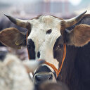 Kurbanla ilgili en çok merak edilenler sorular ve cevapları