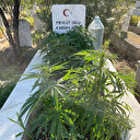 Anneanne ve dedesinin mezarına kenevir ekti