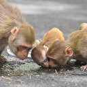 Çin'de 'Monkey B' virüsü nedeniyle ilk ölüm gerçekleşti