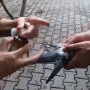 Sağlık Bakanı Koca paylaştı: 112 ekibi yaralanan kuşa pansuman yaptı