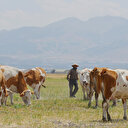 7 bin lira maaşla yerli çoban bulamıyorlar: Yılda 150 bin lirayla memleketine dönen var