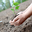 Türkiye Metal Sanayicileri Sendikası 257 bin fidan edecek