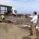 Kırgızistan'a götüreceği atları TIR parkında ölüme terk etti: Haluk Levent devreye girdi