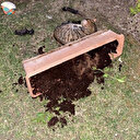 Yavru kedileri kürekle vurarak öldürdü: Hakkında istenen ceza belli oldu