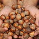 Erdoğan fındık alım fiyatlarını açıkladı