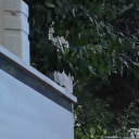 Şişli'de mezarlıkta panik: İnsan cesedi zannedildi köpek ölüsü çıktı