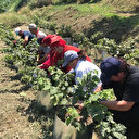 Fındık fiyatı yüzleri güldürdü