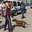 Pendik'te denizde pitbull dehşeti: Köpek barınağa götürüldü