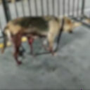 ​İBB'nin kısırlaştırdığı köpeğin içler acısı hali: Bağırsakları dışarı çıktı