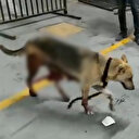 İBB'nin kısırlaştırdığı köpeğin içler acısı hali: Bağırsakları dışarı çıktı