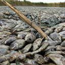 Kırklareli'de çevre katliamı: Gölette binlerce balık öldü, kirleten işletmeye 96 bin lira ceza kesildi