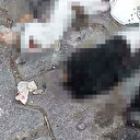 Bunu yapan insan olamaz: Giresun'da iki kedi yavrusu parçalanmış halde bulundu