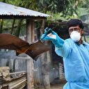 Hindistan'da 'Nipah' alarmı: 12 yaşındaki çocuk 'yarasa kaynaklı virüs' yüzünden öldü