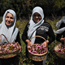 Adını bile duymadıkları bitkiden 25 bin lira kazandılar: Yeni duyduk ama iyi talep görüyor