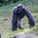 ABD'deki hayvanat bahçesinde Kovid-19'a yakalanan gorillerin sayısı 18'e yükseldi