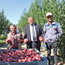 Elmada fahiş fiyat şikayeti: Dalında 2,5 rafta 7 TL