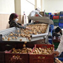 Kilo fiyatı 100 liraya çıktı: 'Çalınmasın' diye bekçi tutuyorlar