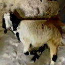 İşgalci Yahudiler Filistinli köylülerin keçilerini bıçakladı