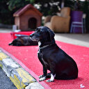 Fatih Belediyesi'nden sokak hayvanları için tedavi merkezi