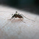 DSÖ sıtmaya karşı ilk kez aşı onayladı