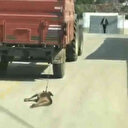 Böyle vicdansızlık görülmedi: Köpeği metrelerce sürükledi gözaltına alındı