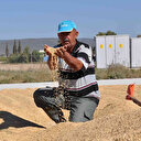 Çeltik tarlada 4 markette 25 lira