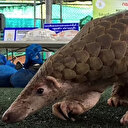 Bilim insanlarından yeni pandemi uyarısı: Bu sefer Peru'dan çıktı