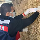 Her şeyi itiraf ettiler: Samanların içinden deste deste para çıktı