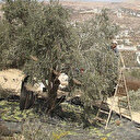 İşgalci Yahudiler zeytin toplayan Filistinlilere saldırdı: 30 işgalci bir aileyi taşladı