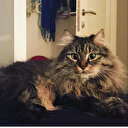 Mahkemeden 'kedilerin velayeti' davasında emsal karar: 'Piraye' ve 'Cingöz'ün psikolojisi gözetildi