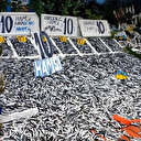 Hamsinin kilosu 10 TL'ye düştü vatandaşlar kilolarca aldı