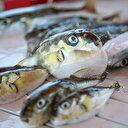 Akdeniz’de popülasyonu artan balon balığı olta balıkçılığını etkiledi