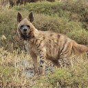 ABD'de ilk kez sırtlanlarda Kovid-19 tespit edildi